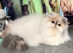 CH NESHAMA SHELI ESTHER - Persian Cat For Sale/Service - Joplin&comma; MO&comma; US