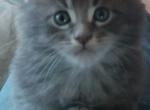 Annabelle litter - Maine Coon Kitten For Sale - NH&comma; US