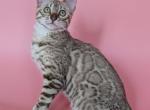 Wendy - Bengal Kitten For Sale - 