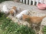 Botchy - Domestic Kitten For Sale - O Fallon&comma; MO&comma; US