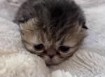 Chloes - Persian Kitten For Sale - Stilwell&comma; OK&comma; US