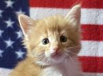 Tigger - Norwegian Forest Kitten For Sale - 