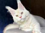 Xipil - Maine Coon Kitten For Sale - Hollywood&comma; FL&comma; US