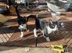 Chacha - Domestic Kitten For Adoption - Garland&comma; TX&comma; US