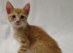 Zaccheus - Domestic Kitten For Adoption - Fort Pierce&comma; FL&comma; US
