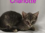 Charlotte - Domestic Kitten For Adoption - Fort Pierce&comma; FL&comma; US