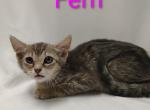 Fern - Domestic Kitten For Adoption - Fort Pierce&comma; FL&comma; US