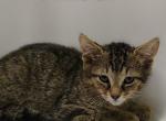 Wilbur - Bengal Kitten For Adoption - 