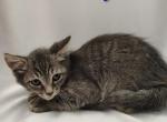 Avery - Domestic Kitten For Adoption - 