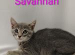 Savannah - Abyssinian Kitten For Adoption - Fort Pierce&comma; FL&comma; US