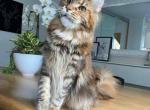 Loe - Maine Coon Kitten For Adoption - GA&comma; US