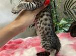 Exotic f6 kittens - Savannah Kitten For Sale - Orange&comma; CA&comma; US