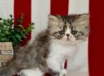 Leia - Persian Kitten For Sale - Delta&comma; PA&comma; US
