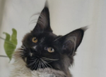 Mellon - Maine Coon Kitten For Sale - Brighton&comma; CO&comma; US