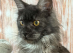 Rada - Maine Coon Kitten For Sale - 