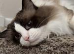 Barsik - Ragdoll Cat For Sale - FL&comma; US