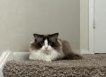 Barsik - Ragdoll Cat For Sale - 