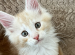 Baja - Maine Coon Kitten For Sale - Brighton&comma; CO&comma; US
