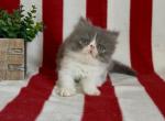 Obi - Persian Kitten For Sale - Delta&comma; PA&comma; US