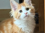 Kona - Maine Coon Kitten For Sale - Brighton&comma; CO&comma; US