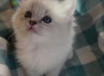 Tiffany TICA ragdoll - Ragdoll Kitten For Sale - Amherst&comma; NH&comma; US