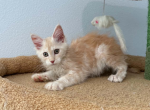 Maui Female - Maine Coon Kitten For Sale - Brighton&comma; CO&comma; US