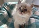 Dior TICA Ragdoll - Ragdoll Kitten For Sale - Amherst&comma; NH&comma; US