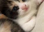 Mellow - Scottish Fold Kitten For Sale - AND&comma; SC&comma; US