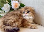 Scottish Fold Longhair Golden Male - Scottish Fold Kitten For Sale - 