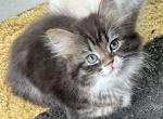 Lucky - Siberian Kitten For Sale - Milton Freewater&comma; OR&comma; US