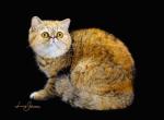 Willow1 - Persian Cat For Sale - 