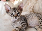 Devon Rex Black Tabby Male And Female - Devon Rex Kitten For Sale - Hollywood&comma; FL&comma; US
