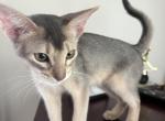 Stacy - Abyssinian Kitten For Sale - Staten Island&comma; NY&comma; US