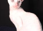 Arcy - Cornish Rex Kitten For Sale - Traverse City&comma; MI&comma; US