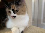 Mango - Munchkin Kitten For Sale - Ft Myers&comma; FL&comma; US