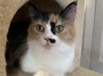 Mango - Munchkin Kitten For Sale - Ft Myers&comma; FL&comma; US
