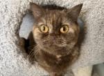 MOMO - British Shorthair Kitten For Sale - 