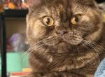 MOMO - British Shorthair Kitten For Sale - Ft Myers&comma; FL&comma; US