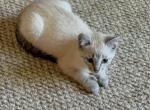 Female Snowshoe Siamese Polydactyl Lynx Point - Siamese Kitten For Sale - Battle Creek&comma; MI&comma; US