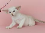MAISIE PERLY - Siamese Kitten For Sale - Ft Myers&comma; FL&comma; US