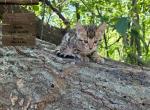 Tiana - Bengal Kitten For Sale - 