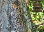Tiana - Bengal Kitten For Sale - Needmore&comma; PA&comma; US