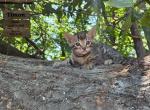 Timon - Bengal Kitten For Sale - Needmore&comma; PA&comma; US