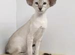 Misty Mistique - Oriental Kitten For Sale - Ft Myers&comma; FL&comma; US