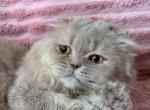 Dandy - Scottish Fold Kitten For Sale - Ft Myers&comma; FL&comma; US