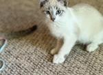 Male Lynx point Snowshoe Siamese Polydactyl - Snowshoe Kitten For Sale - Battle Creek&comma; MI&comma; US