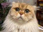 Vanilla - Scottish Fold Kitten For Sale - Ft Myers&comma; FL&comma; US