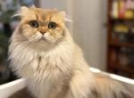 Vanilla - Scottish Fold Kitten For Sale - Ft Myers&comma; FL&comma; US