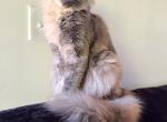 Dasha - Maine Coon Cat For Sale/Service - 