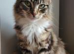 Perdita - Ragdoll Kitten For Sale - Ocean Shores&comma; WA&comma; US